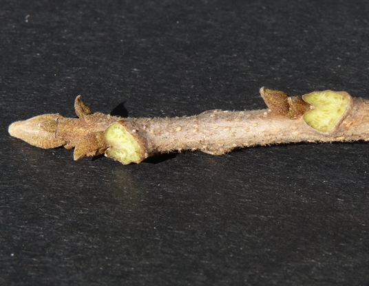 {Carya illinoensis}